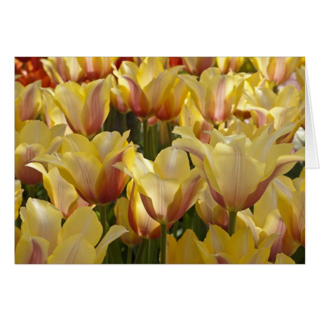 Yellow Tulips (Front Horizontal)