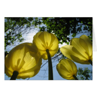 Yellow tulips