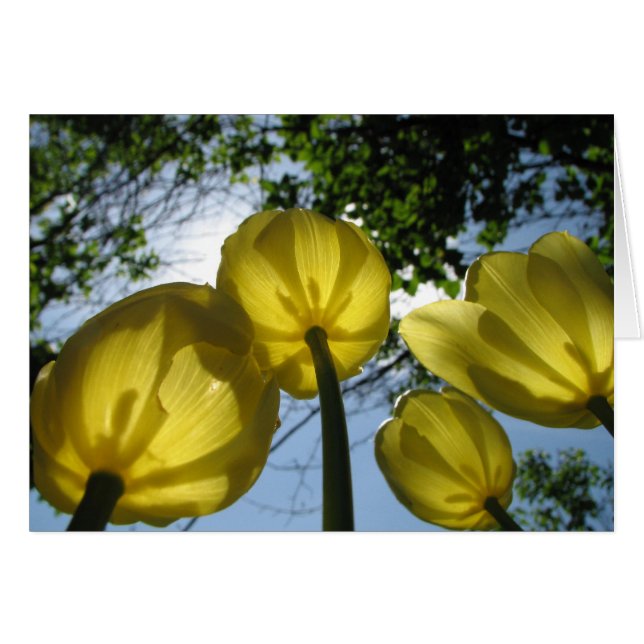Yellow tulips (Front Horizontal)