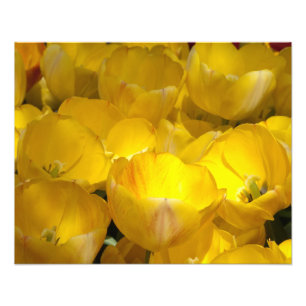 Yellow Tulips 20" x 16" Photo Print