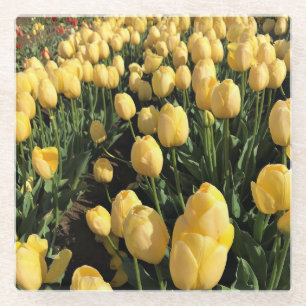 Yellow Tulips in a Field, Oregon Glass Coaster