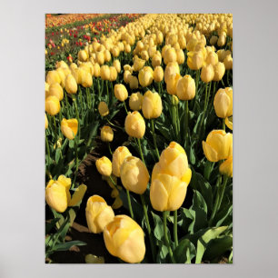 Yellow Tulips in a Field, Oregon Poster