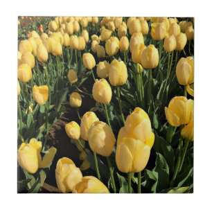 Yellow Tulips in a Field, Oregon Tile