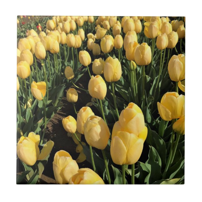Yellow Tulips in a Field, Oregon Tile (Front)