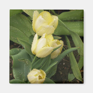 Yellow Tulips Magnet