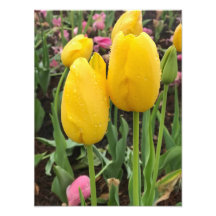 Yellow Tulips