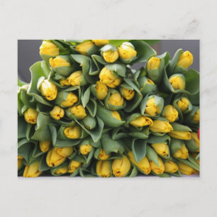 yellow tulips postcard