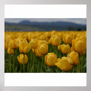 Yellow Tulips Poster