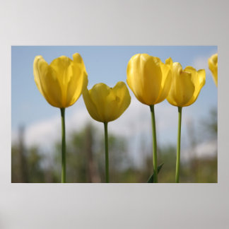 Yellow Tulips Print