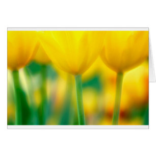Yellow Tulips with Green