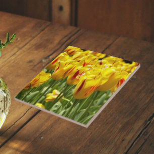 Yellow Tulips with Red Striped Floral Tile