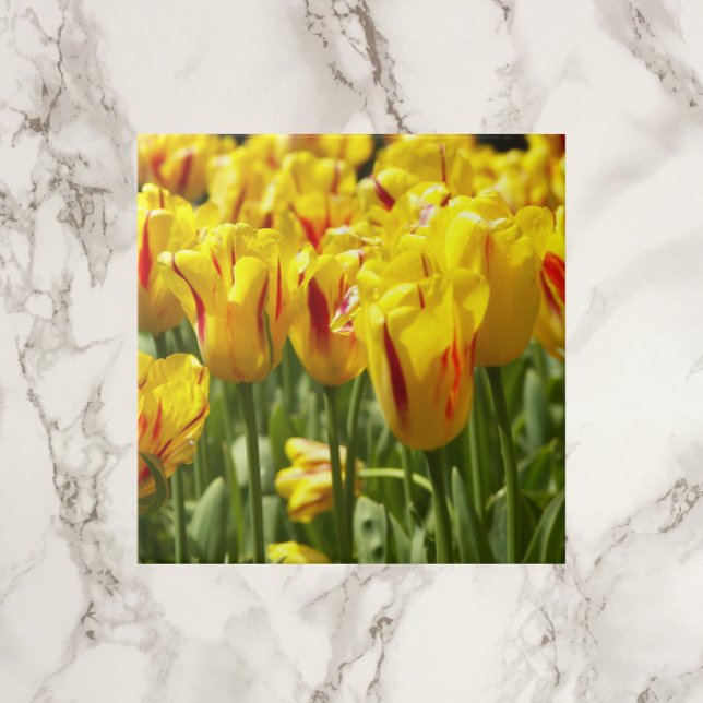 Yellow Tulips with Red Stripes Floral Tile (In Situ)