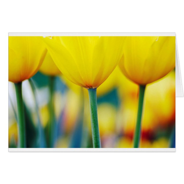 Yellow Tulips with Turquoise (Front Horizontal)