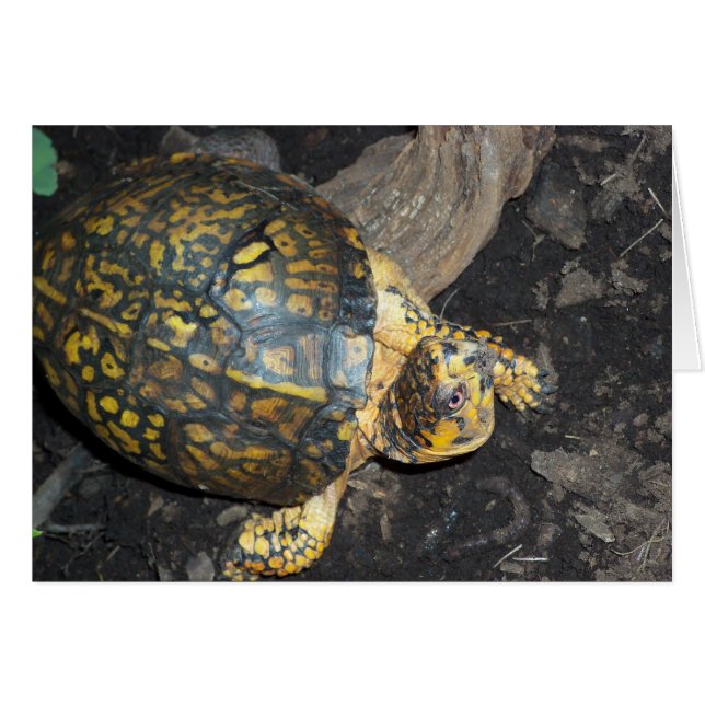 Yellow Turtle (Front Horizontal)