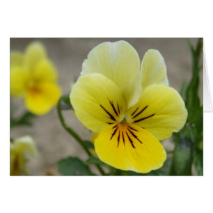 Yellow Viola Card