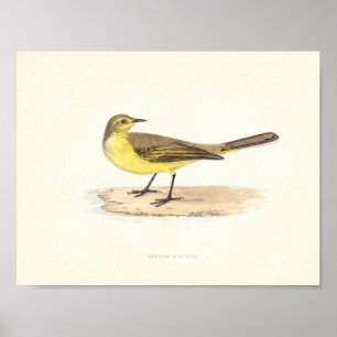 Yellow Wagtail Print