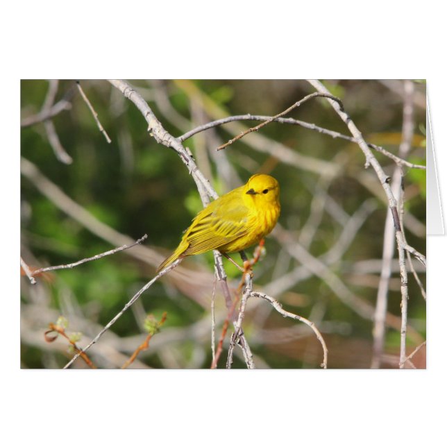 Yellow Warbler 2 (Front Horizontal)