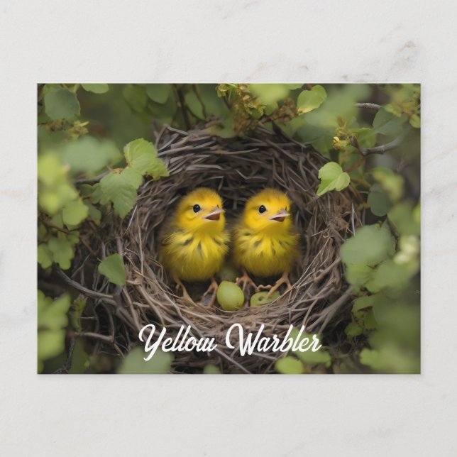 Yellow Warbler chicks in nest Postcard (Front)