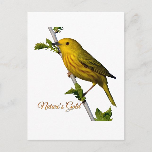 Yellow Warbler “Nature’s Gold” Printed Art Card (Front)