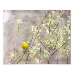 Yellow Warbler Photography Print