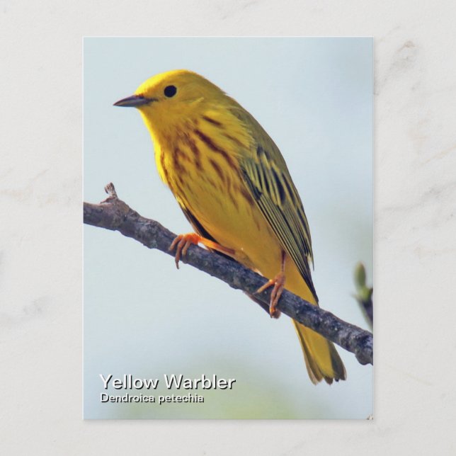 Yellow Warbler Postcard (Front)