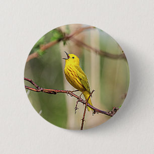 Yellow Warbler Singing 6 Cm Round Badge