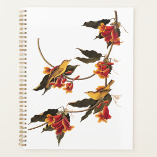 Yellow Warbler Songbirds on Flowering Crossvine Planner