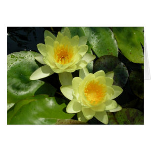 Yellow Water Lilies