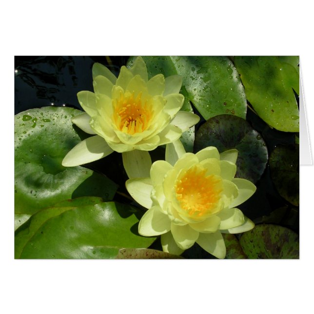Yellow Water Lilies (Front Horizontal)