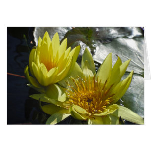 Yellow Water Lilies