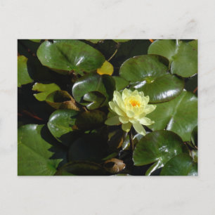 Yellow Water Lily Postcard