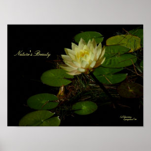 Yellow Water Lily Poster