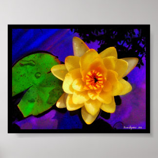 YELLOW WATER LILY , PRINT
