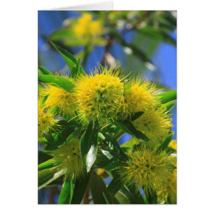 Yellow Wattle Tree