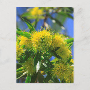 Yellow Wattle Tree Postcard