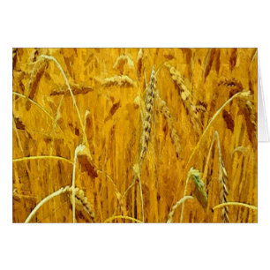 Yellow Wheat Field