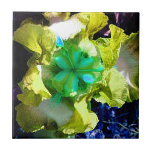 Yellow, white and green Iris Flower Tile
