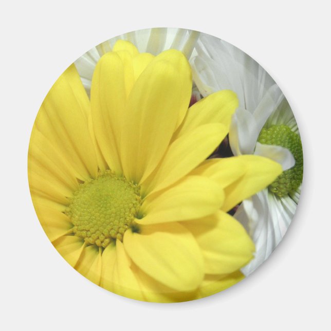 Yellow White Daisy Daisies Flower Flowers Photo Magnet (Front)