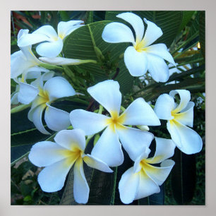 yellow, white, frangipani, flower, nature, summer, poster