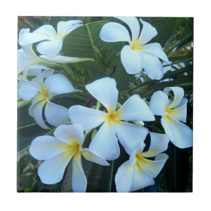 yellow, white, frangipani, flower, nature, summer, tile