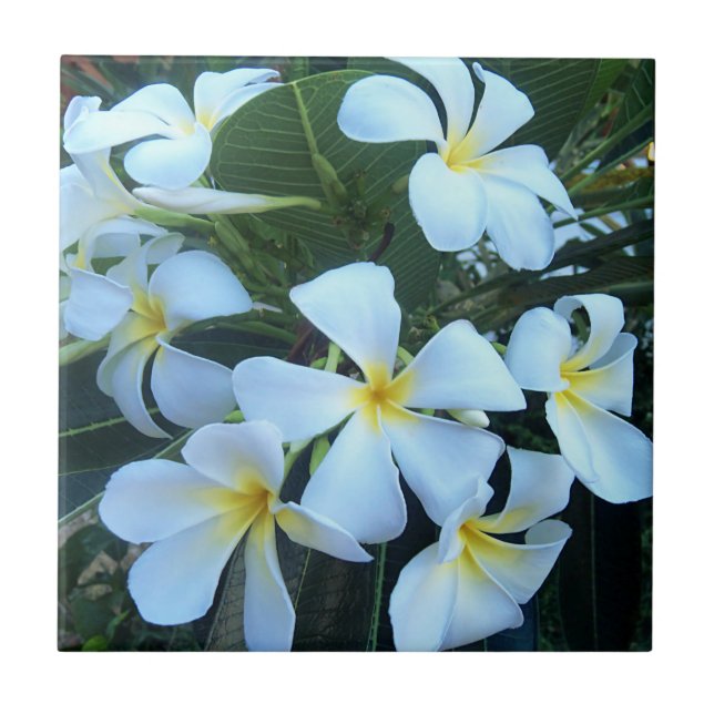 yellow, white, frangipani, flower, nature, summer, tile (Front)