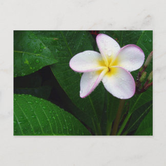 Yellow & White Hawaiian Plumeria Flower Postcard