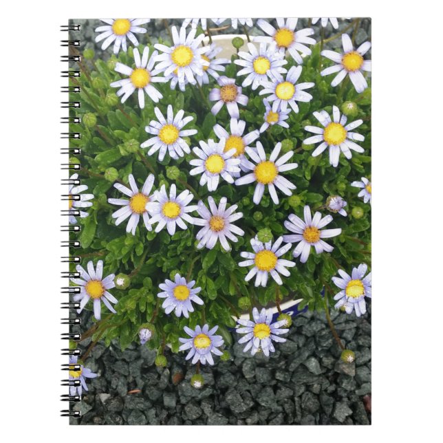 Yellow White Margarita Flowers with Gray Pebbles Notebook (Front)
