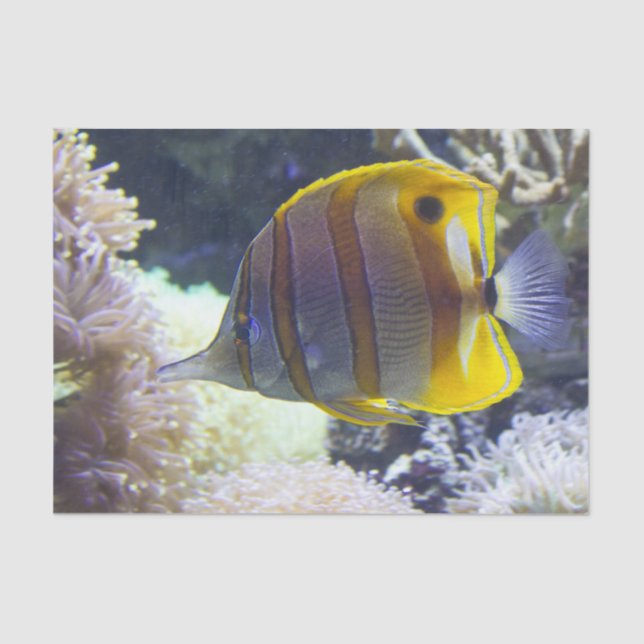 yellow & white Saltwater Copperband Butterflyfish Tissue Paper (Front)