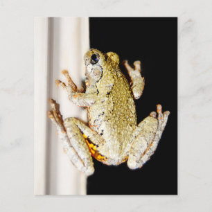 Yellow White Tree Frog