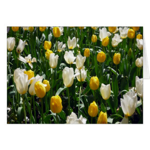 yellow white tulips