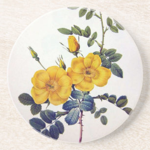 Yellow Wild Roses, Pierre Joseph Redouté Coaster