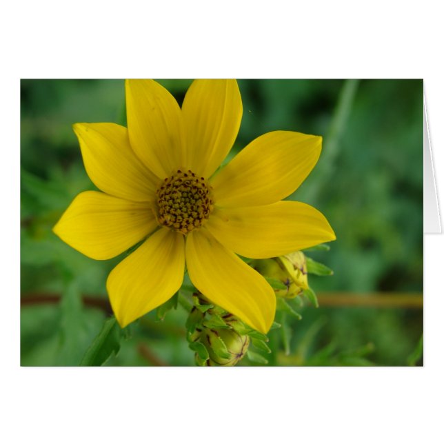 Yellow Wildflower (Front Horizontal)