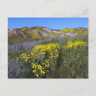 Yellow Wildflower Field Landscape Postcard