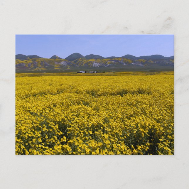Yellow Wildflower Field Landscape Postcard (Front)